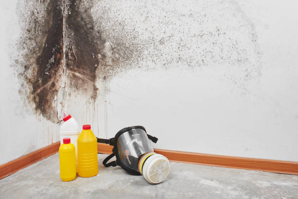 Best Kitchen Mold Remediation in Vicksburg, MS